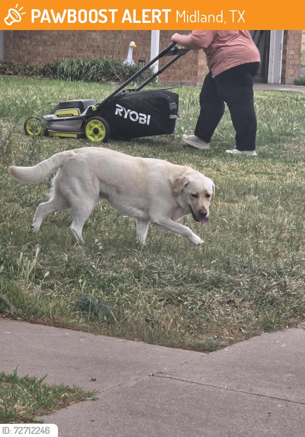 Found/Stray Male Dog last seen Near Princeton, Midland, TX 79703