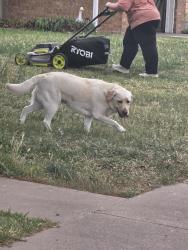 Found/Stray Male Dog last seen Near Princeton, Midland, TX 79703