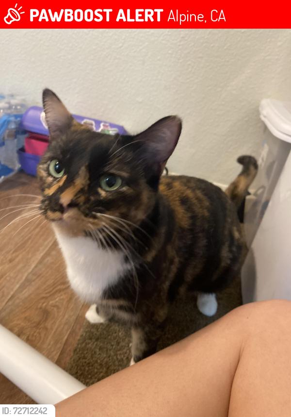 Lost Female Cat last seen Galloway Valley Lane , Alpine, CA 91901