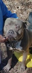 Lost Male Dog last seen Houston Whittier and Kelly , Detroit, MI 48224