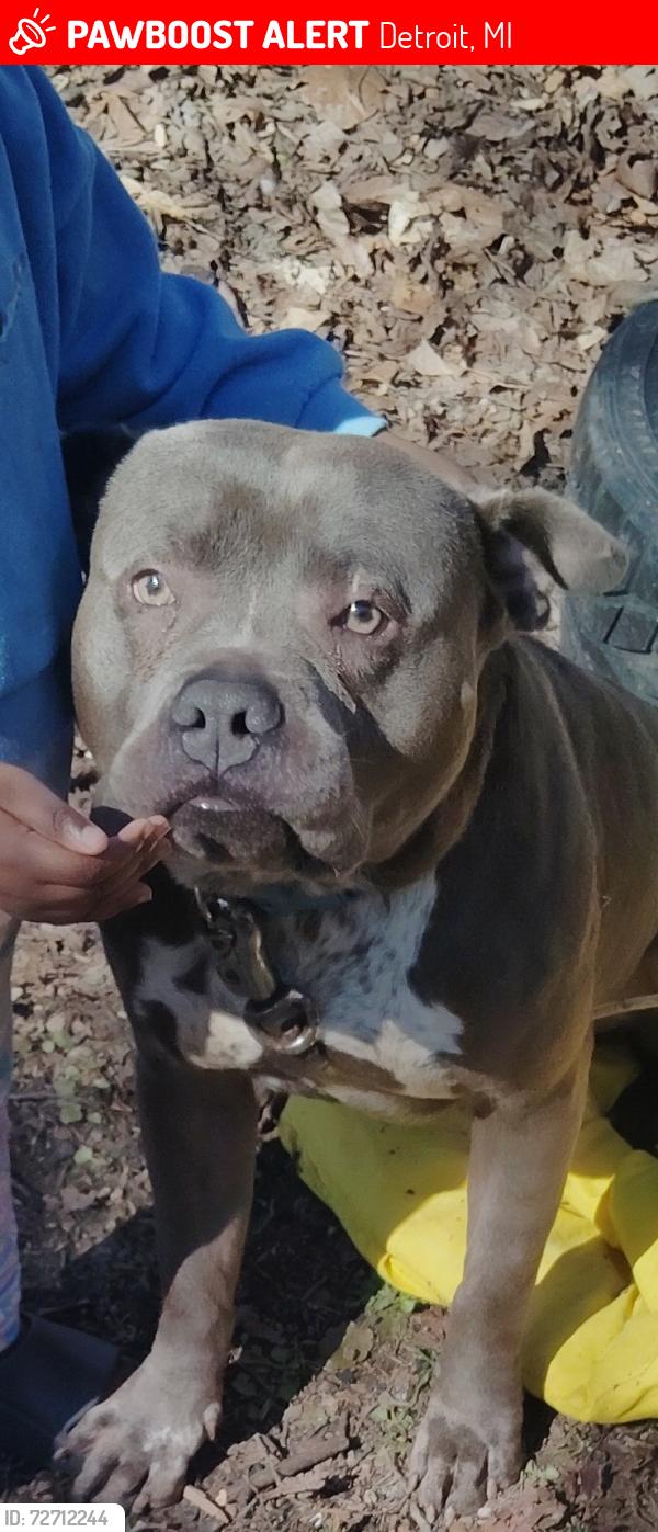 Lost Male Dog last seen Houston Whittier and Kelly , Detroit, MI 48224