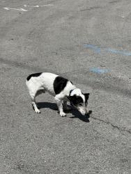 Found/Stray Male Dog last seen Sw 84 st and sw 62 ct, Glenvar Heights, FL 33143