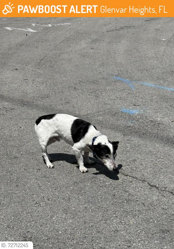 Found/Stray Male Dog last seen Sw 84 st and sw 62 ct, Glenvar Heights, FL 33143