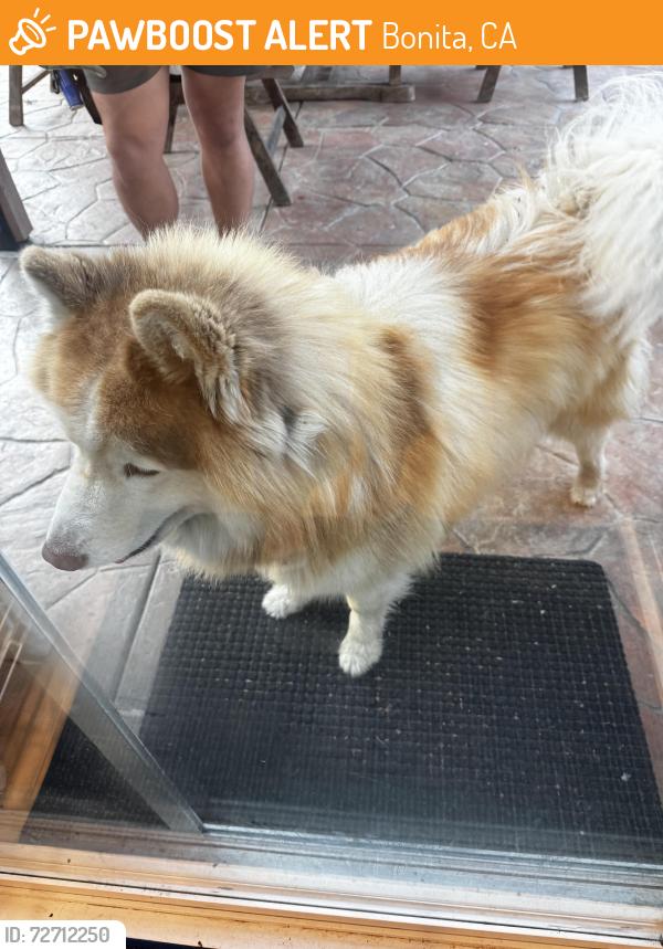 Found/Stray Unknown Dog last seen Bonita Woods Drive/ Casa Bonita CT, Bonita, CA 91902