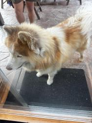 Found/Stray Unknown Dog last seen Bonita Woods Drive/ Casa Bonita CT, Bonita, CA 91902