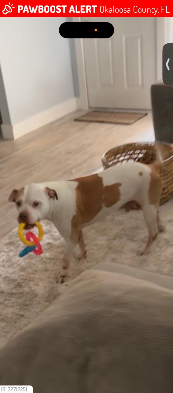 Lost Male Dog last seen Across from dollar general , Okaloosa County, FL 32569