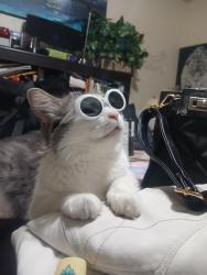 Lost Female Cat last seen Owen’s n J st, Las Vegas, NV 89106