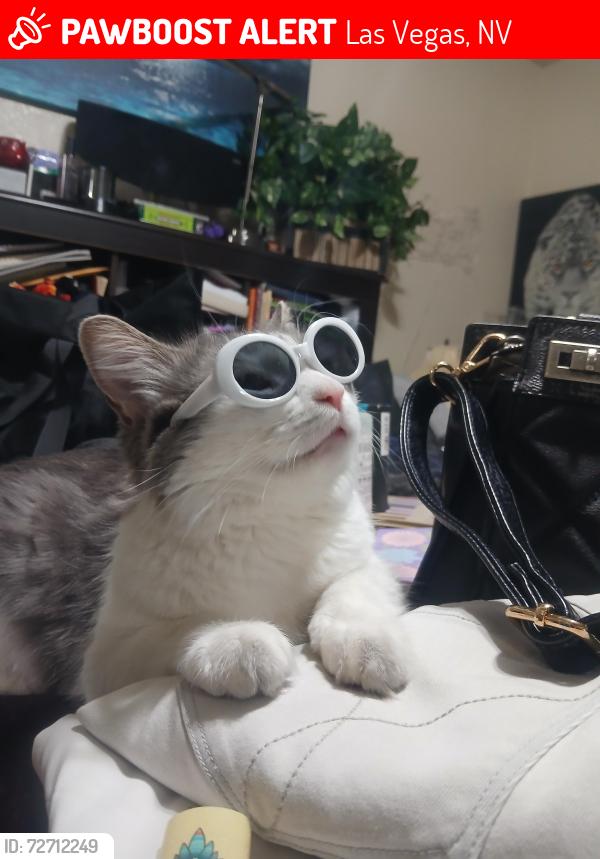 Lost Female Cat last seen Owen’s n J st, Las Vegas, NV 89106