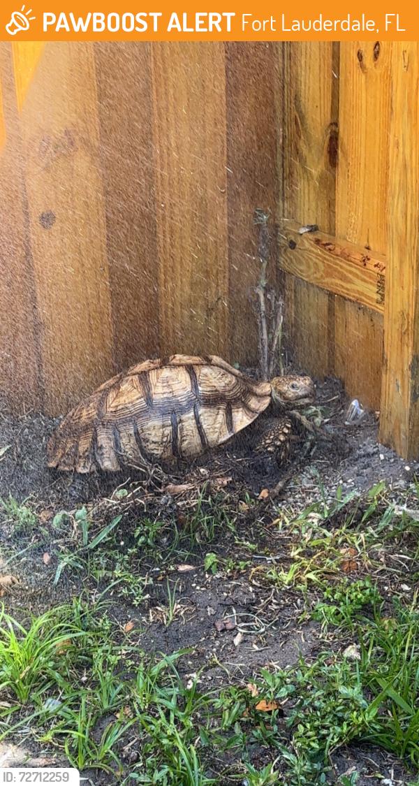 Found/Stray Unknown Reptile last seen US1 & Griffin, Fort Lauderdale, FL 33314