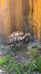 Found/Stray Unknown Reptile last seen US1 & Griffin, Fort Lauderdale, FL 33314