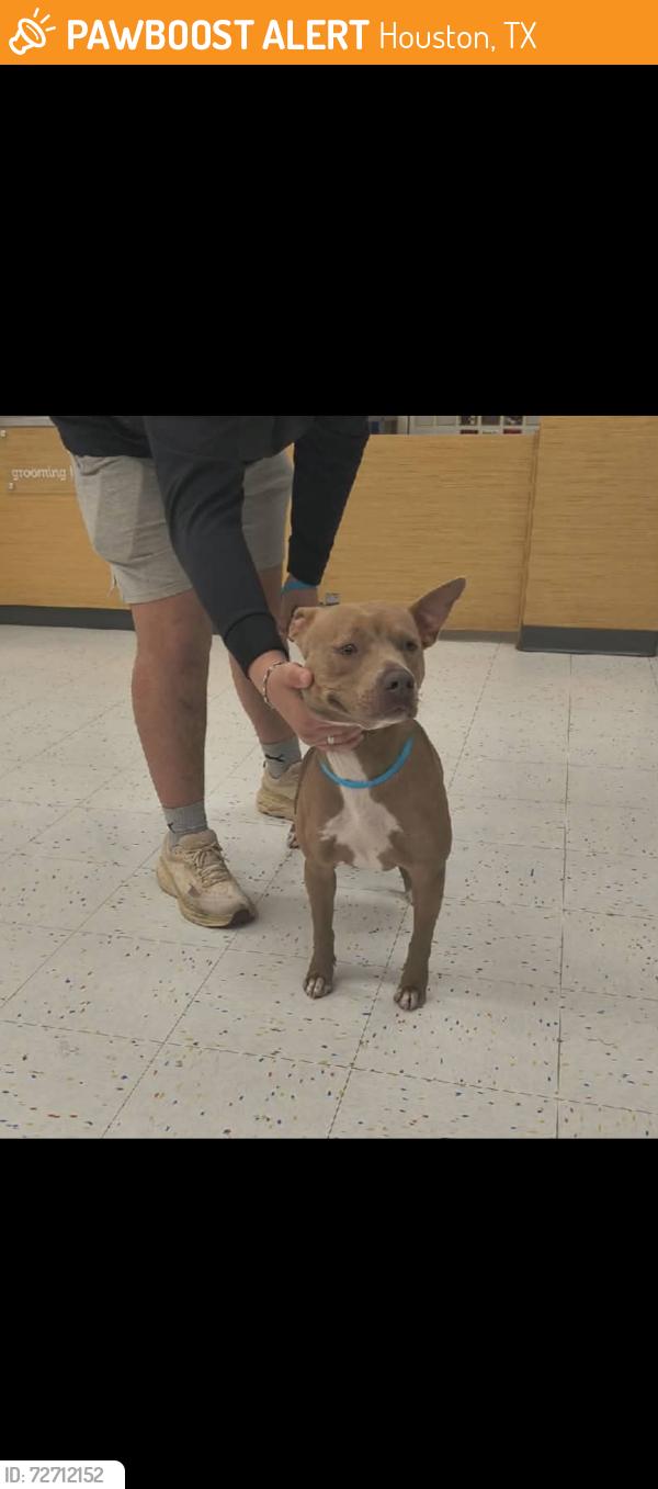 Found/Stray Female Dog last seen Near and Eldridge , Houston, TX 77065