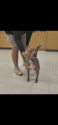 Found/Stray Female Dog last seen Near and Eldridge , Houston, TX 77065