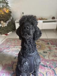 Found/Stray Male Dog last seen Silver star , Ocoee, FL 34761