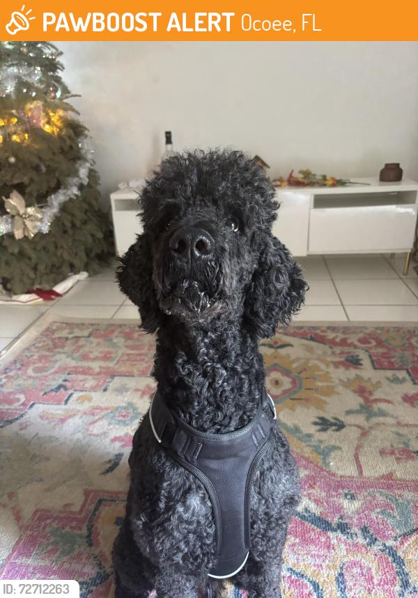 Found/Stray Male Dog last seen Silver star , Ocoee, FL 34761