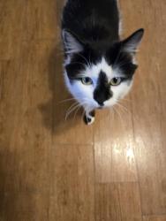 Found/Stray Male Cat last seen Val Vista/ Hampton, Mesa, AZ 85204