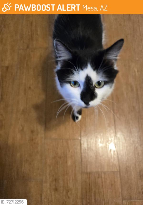 Found/Stray Male Cat last seen Val Vista/ Hampton, Mesa, AZ 85204