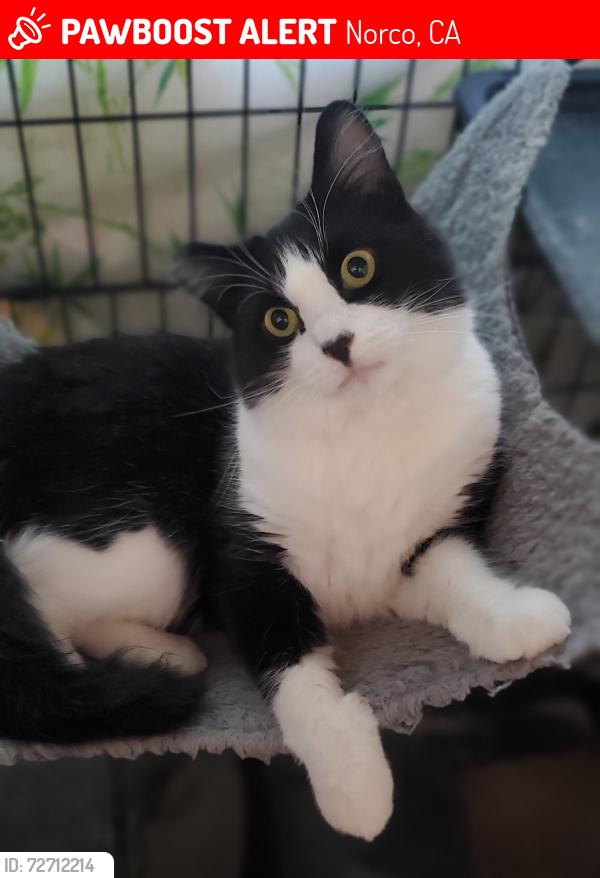 Lost Female Cat last seen California Ave & 7th St, Norco, CA 92860