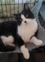 Lost Female Cat last seen California Ave & 7th St, Norco, CA 92860