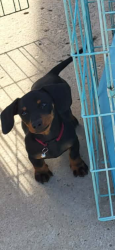Lost Female Dog last seen Kari Anne dr 79928, El Paso, TX 79928