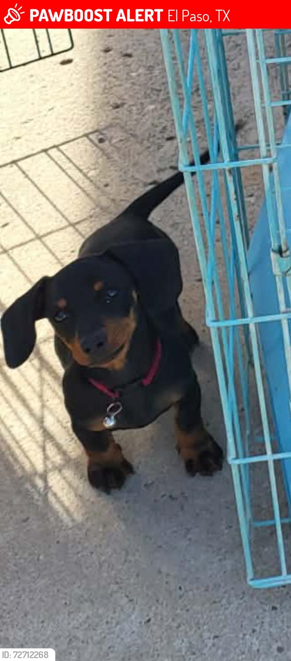 Lost Female Dog last seen Kari Anne dr 79928, El Paso, TX 79928
