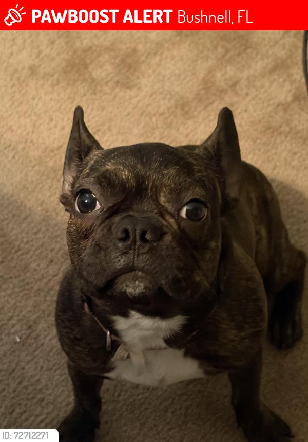 Lost Female Dog last seen Bevilles corner, Bushnell, FL 33513