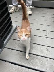 Found/Stray Unknown Cat last seen Bainbridge and 2nd street , Philadelphia, PA 19147