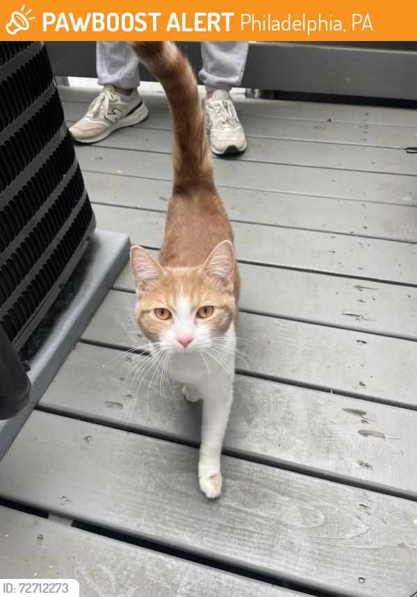 Found/Stray Unknown Cat last seen Bainbridge and 2nd street , Philadelphia, PA 19147