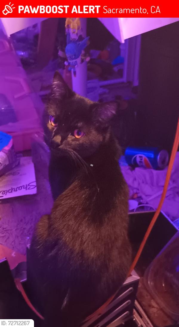 Lost Male Cat last seen De Soto way, Gould way, Ellenwood ave, Routier Rd, Sacramento, CA 95827