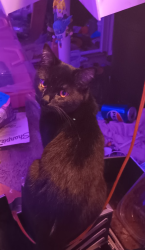 Lost Male Cat last seen De Soto way, Gould way, Ellenwood ave, Routier Rd, Sacramento, CA 95827