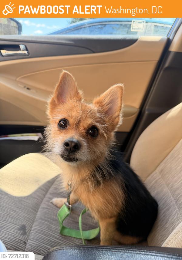 Found/Stray Female Dog last seen 18th st, Washington, DC 20020