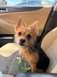 Found/Stray Female Dog last seen 18th st, Washington, DC 20020