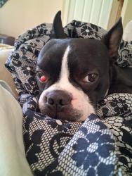 Lost Male Dog last seen Travis park way, Roselle, IL 60172