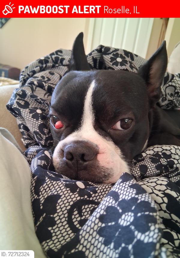 Lost Male Dog last seen Travis park way, Roselle, IL 60172