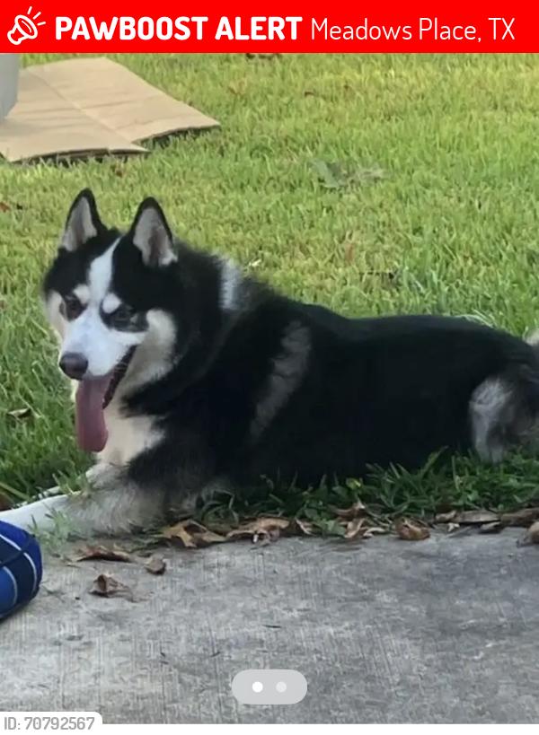 Lost Male Dog last seen Meadows Place area. , Meadows Place, TX 77477