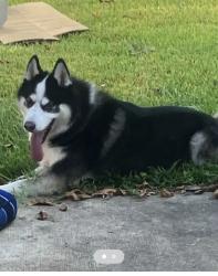Lost Male Dog last seen Meadows Place area. , Meadows Place, TX 77477