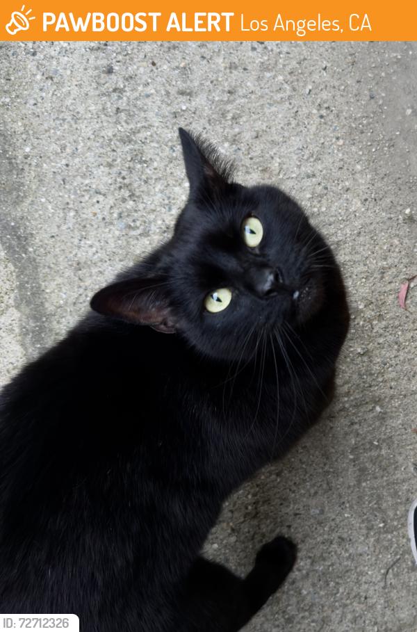 Found/Stray Unknown Cat last seen La Brea and Sin Lorenzo, Los Angeles, CA 90008