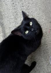 Found/Stray Unknown Cat last seen La Brea and Sin Lorenzo, Los Angeles, CA 90008