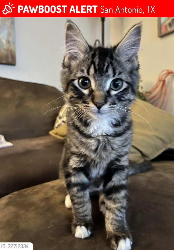 Lost Male Cat last seen Brixton apartments , San Antonio, TX 78217