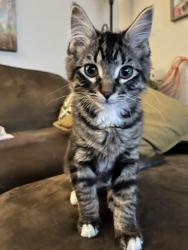 Lost Male Cat last seen Brixton apartments , San Antonio, TX 78217