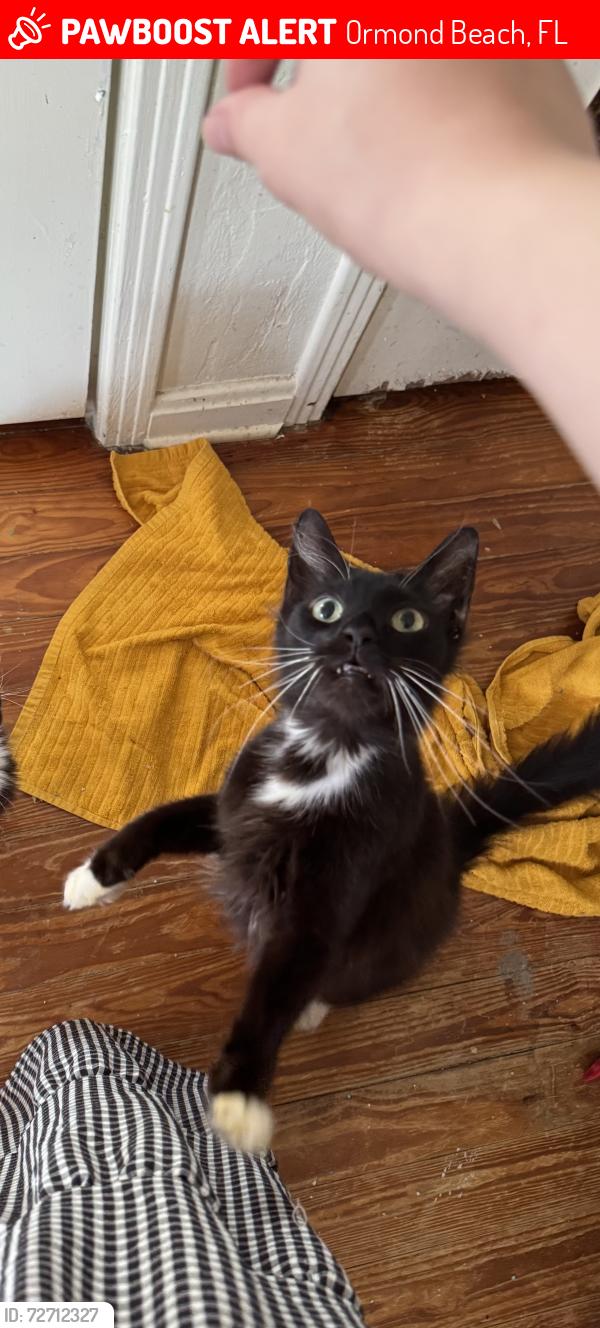 Lost Male Cat last seen Benjamin drive and ponce de leon, near tipsy taco, Ormond Beach, FL 32176