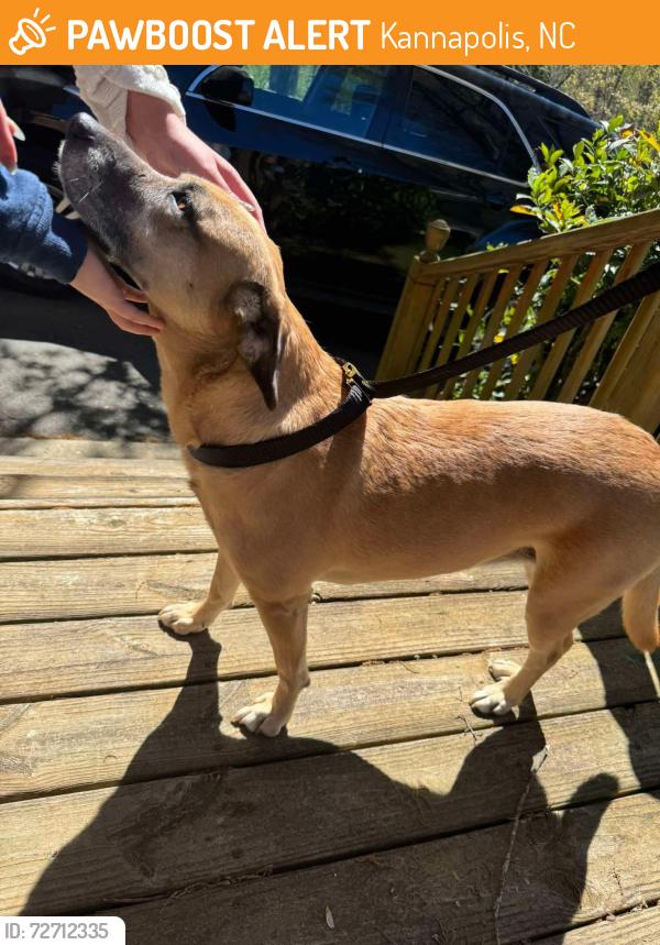 Found/Stray Male Dog last seen Trinity church road , Kannapolis, NC 28027