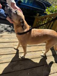 Found/Stray Male Dog last seen Trinity church road , Kannapolis, NC 28027