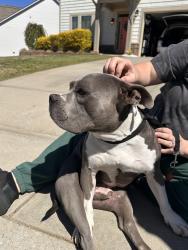 Found/Stray Male Dog last seen Burns and snow, Greer, SC 29651