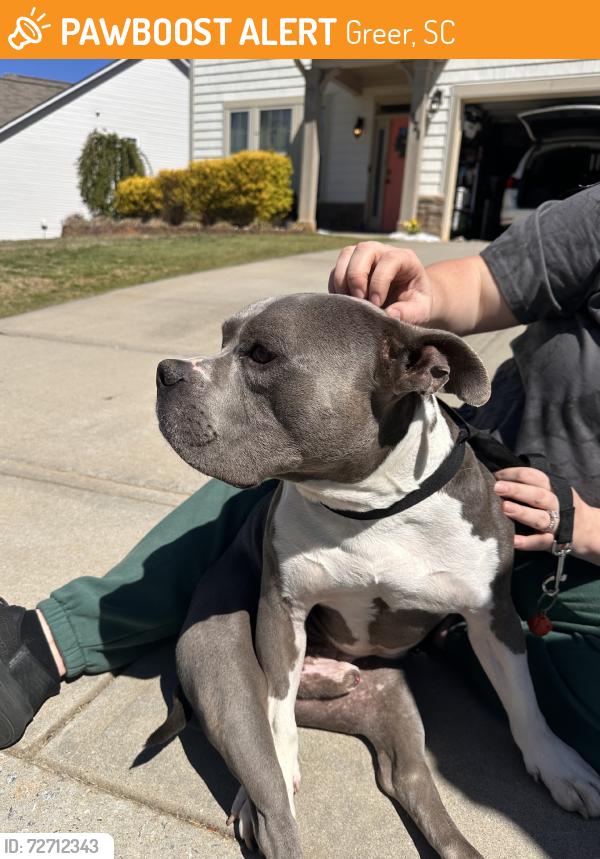 Found/Stray Male Dog last seen Burns and snow, Greer, SC 29651