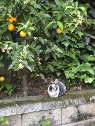 Found/Stray Unknown Rabbit last seen Happy Hound , Los Gatos, CA 95032