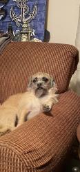 Lost Female Dog last seen N Burnt Hickory , Douglasville, GA 30134