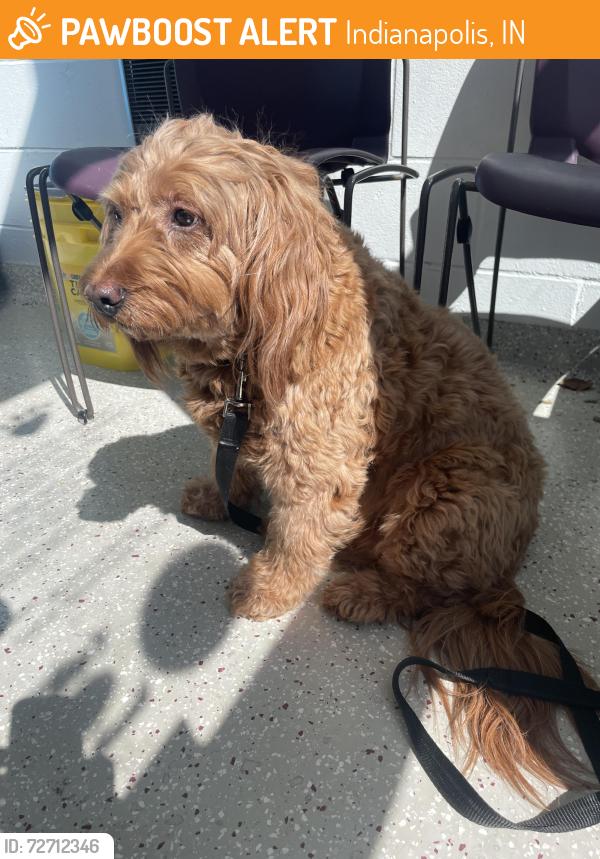 Found/Stray Unknown Dog last seen 71st Street and Lafayette Road , Indianapolis, IN 46278