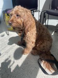 Found/Stray Unknown Dog last seen 71st Street and Lafayette Road , Indianapolis, IN 46278