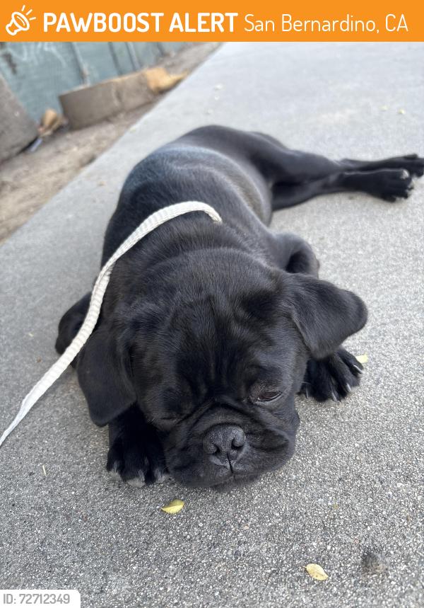 Found/Stray Male Dog last seen Pacific st and conejo dr, San Bernardino, CA 92404