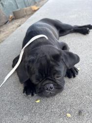 Found/Stray Male Dog last seen Pacific st and conejo dr, San Bernardino, CA 92404